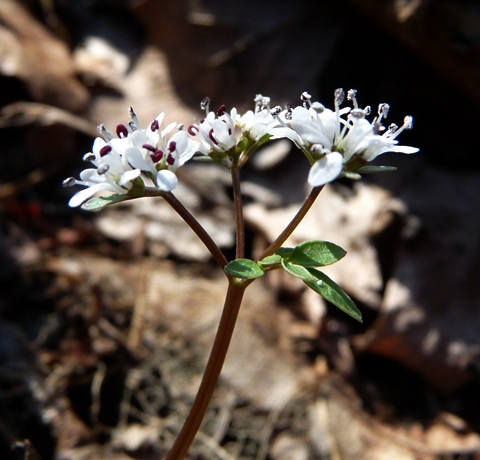 {Erigenia bulbosa}